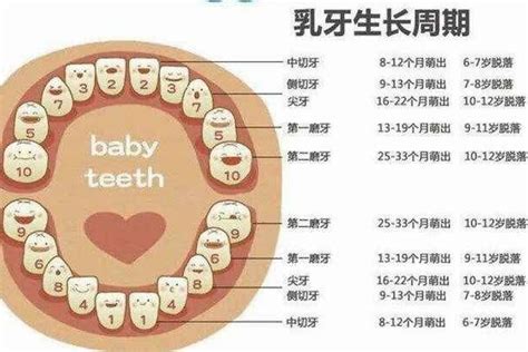 人有多少牙|人有多少颗牙齿？